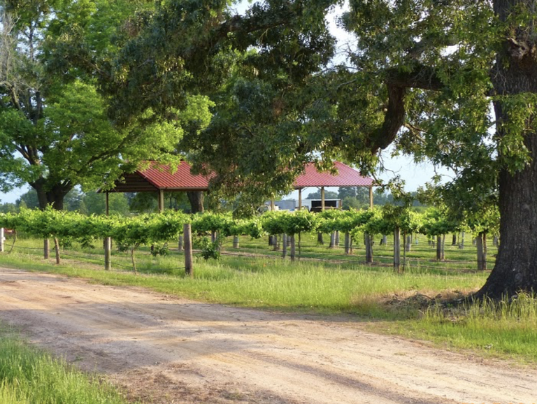 Jibb's Vineyards